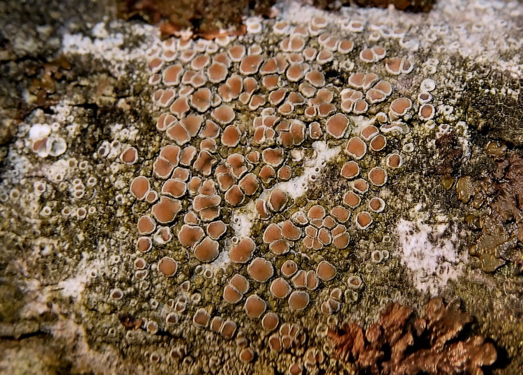 Lecanora sp. ?